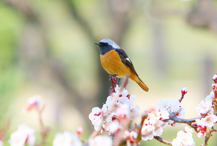 Countdown to the Big Garden Birdwatch